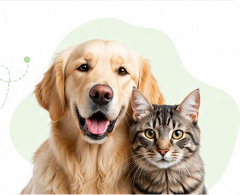 Golden retriever and cat